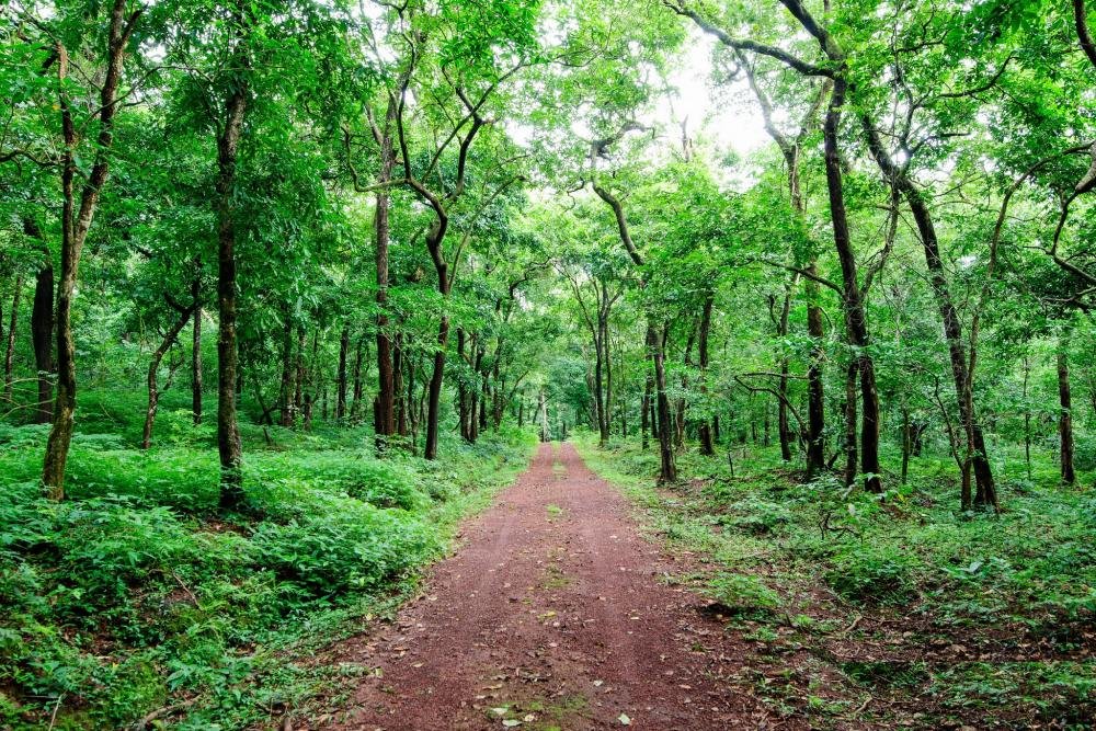 Forest trail in Goa