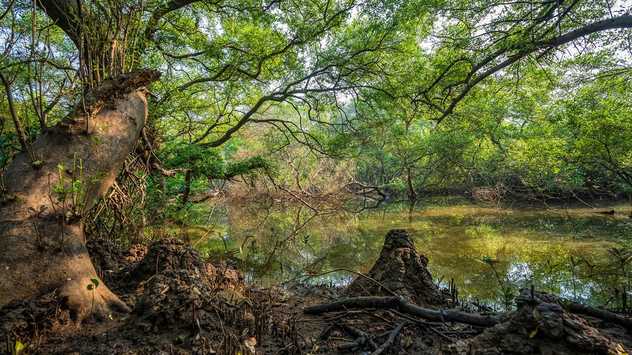 Mangrove forest in Goa